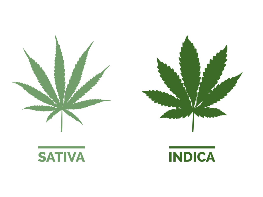 Sativa vs. Indica diseño
